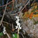 Image of Holothrix parviflora (Lindl.) Rchb. fil.