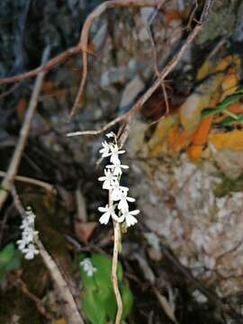 Слика од Holothrix parviflora (Lindl.) Rchb. fil.