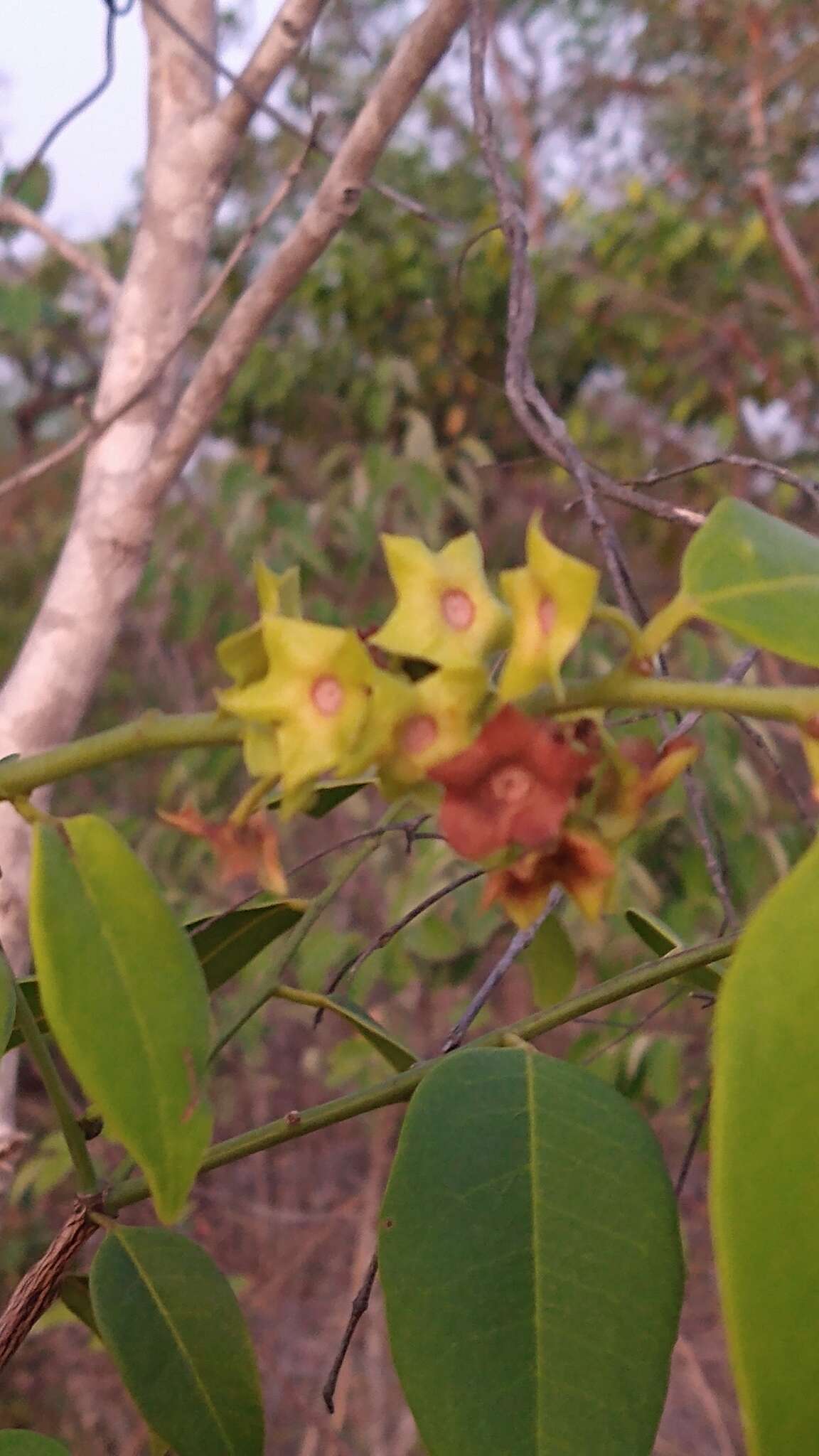 Image of Heisteria ovata Benth.