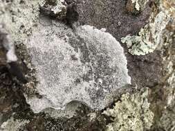 Image of rim lichen