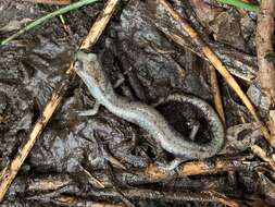 Image of Inyo Mountains Salamander