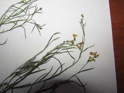 Image of Linaria odora (Bieb.) Fischer