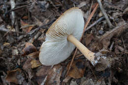 Image of Rhodocollybia butyracea (Bull.) Lennox 1979