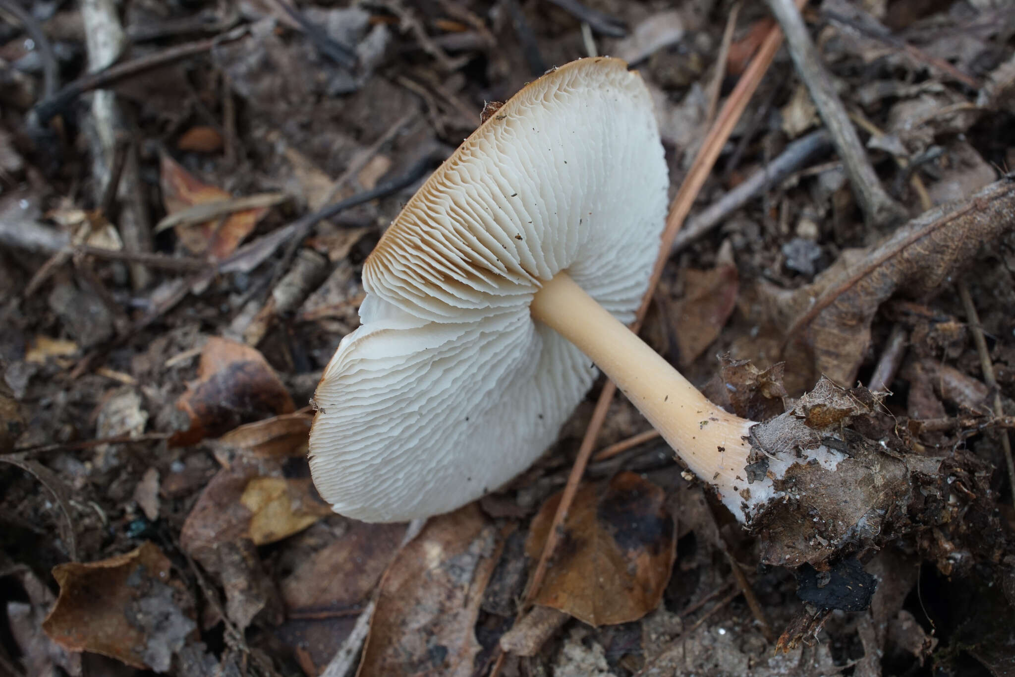 Image of Rhodocollybia butyracea (Bull.) Lennox 1979