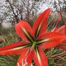 صورة Hippeastrum morelianum Lem.