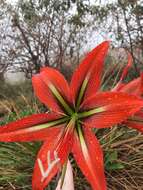 Imagem de Hippeastrum morelianum Lem.