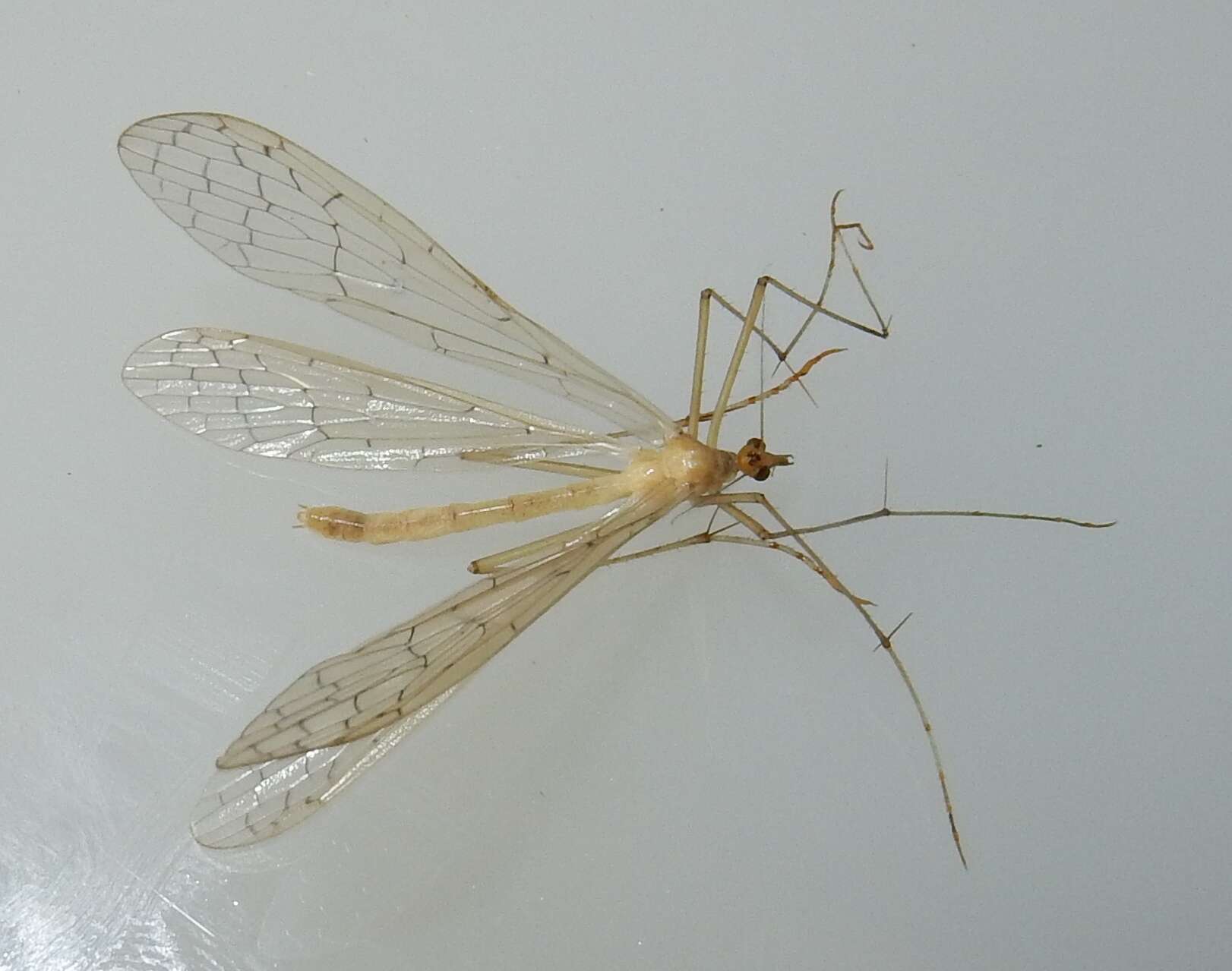 Image of Bittacus pilicornis Westwood 1846