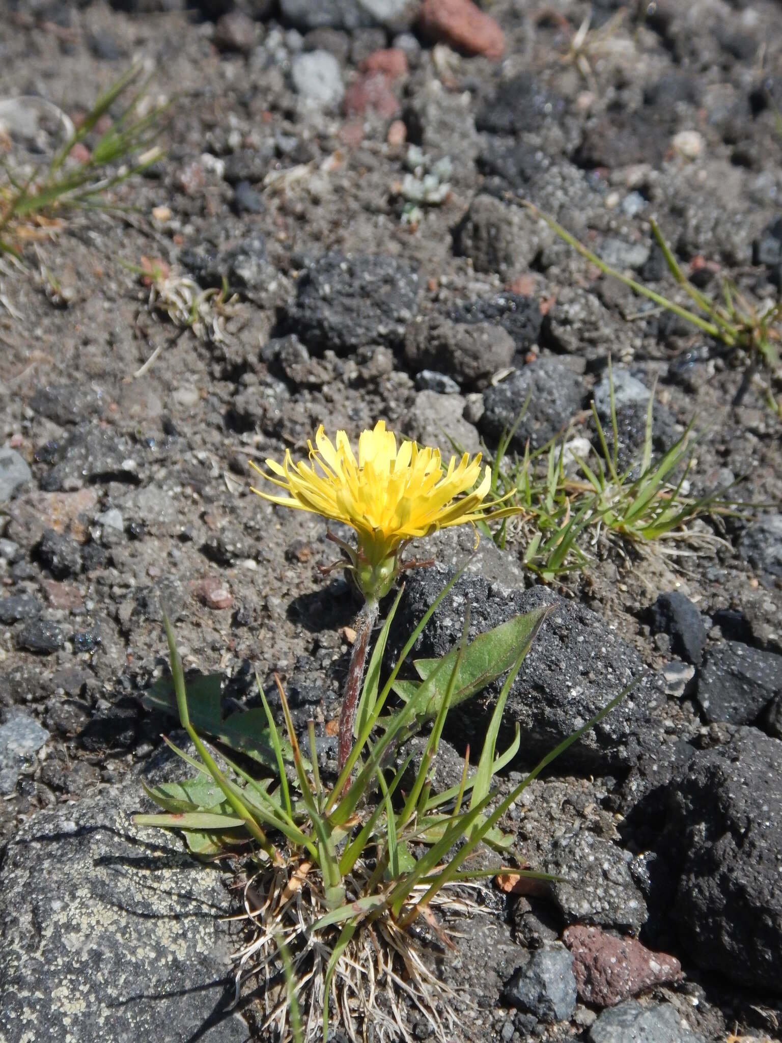 Image of Taraxacum acricorne Dahlst.