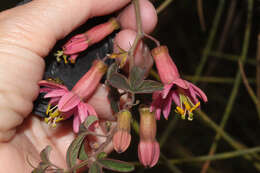 Plancia ëd Passiflora gracilens (A. Gray) Harms