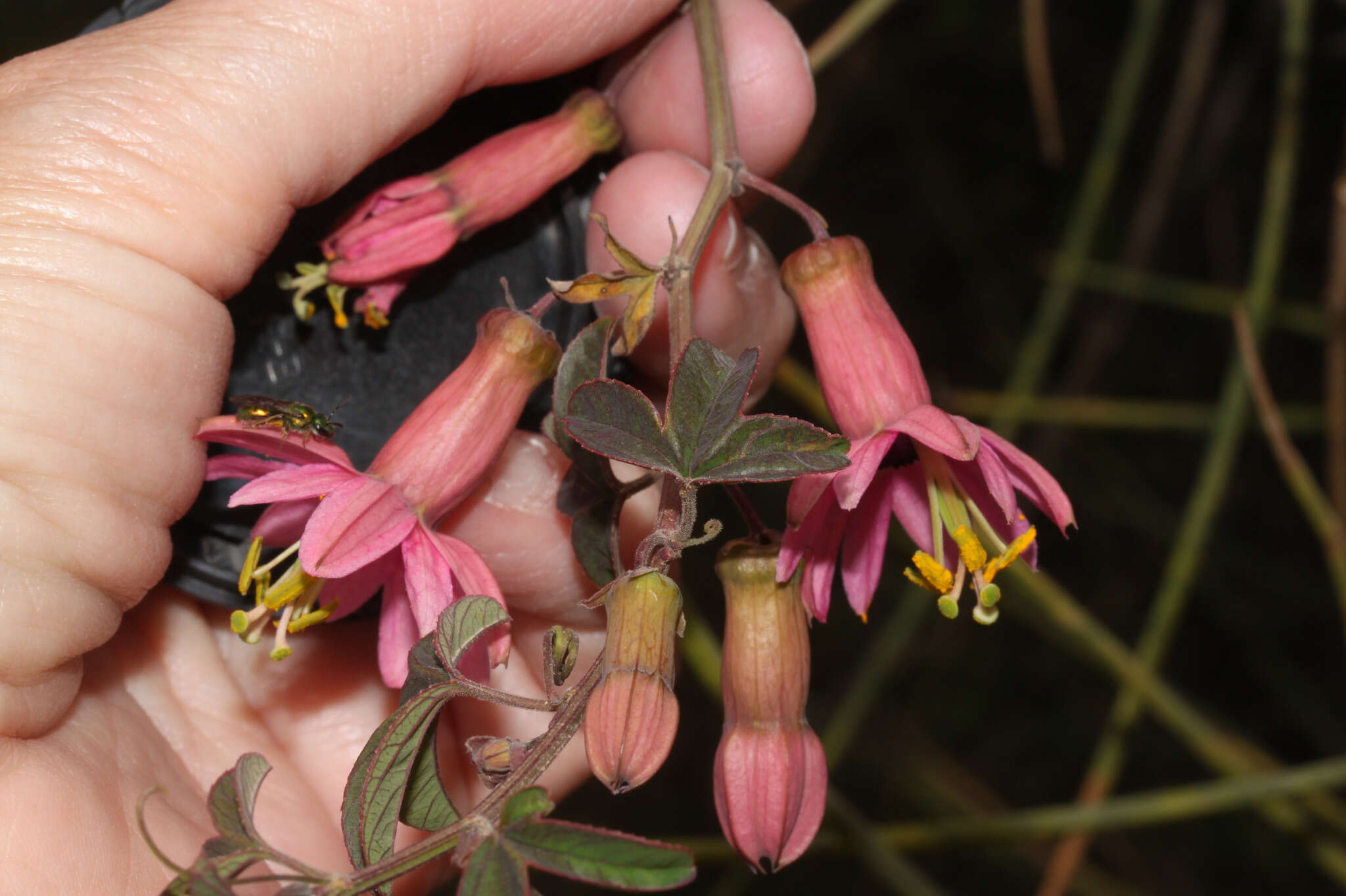 Plancia ëd Passiflora gracilens (A. Gray) Harms