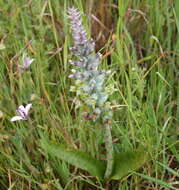 Image of Lachenalia longibracteata E. Phillips