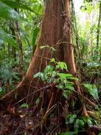 Image of Terminalia costaricensis (Stace) Gere & Boatwr.