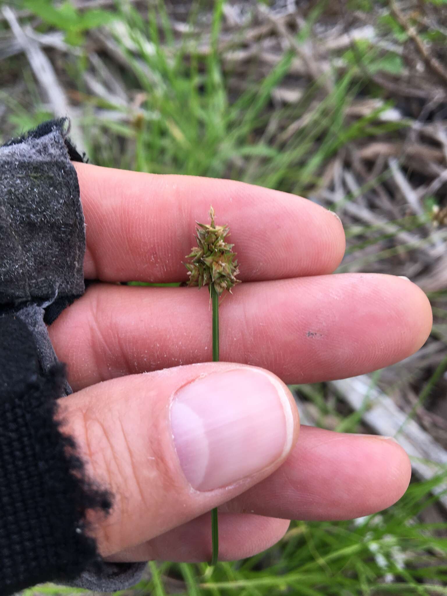 Image of Leavenworth's sedge