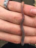 Image of Woodland blue worm