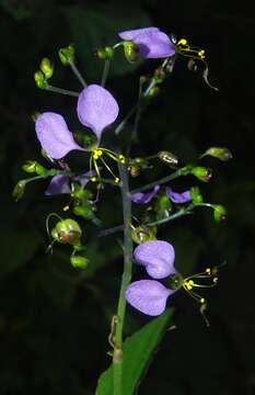 Image of Aneilema dregeanum Kunth