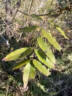 Image of Platycarya