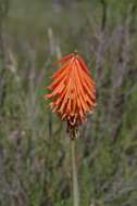 Image of Kniphofia triangularis Kunth