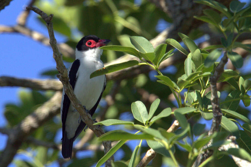 Imagem de Tityra cayana cayana (Linnaeus 1766)