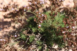 Image de Limonium linifolium (L. fil.) Kuntze