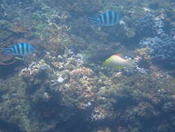 Image of Black-belt hogfish