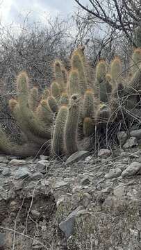 Image of Echinopsis strigosa (Salm-Dyck) H. Friedrich & G. D. Rowley