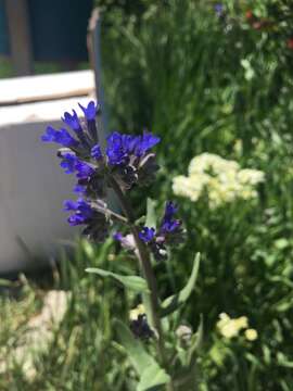 Imagem de Anchusa leptophylla Roem. & Schult.