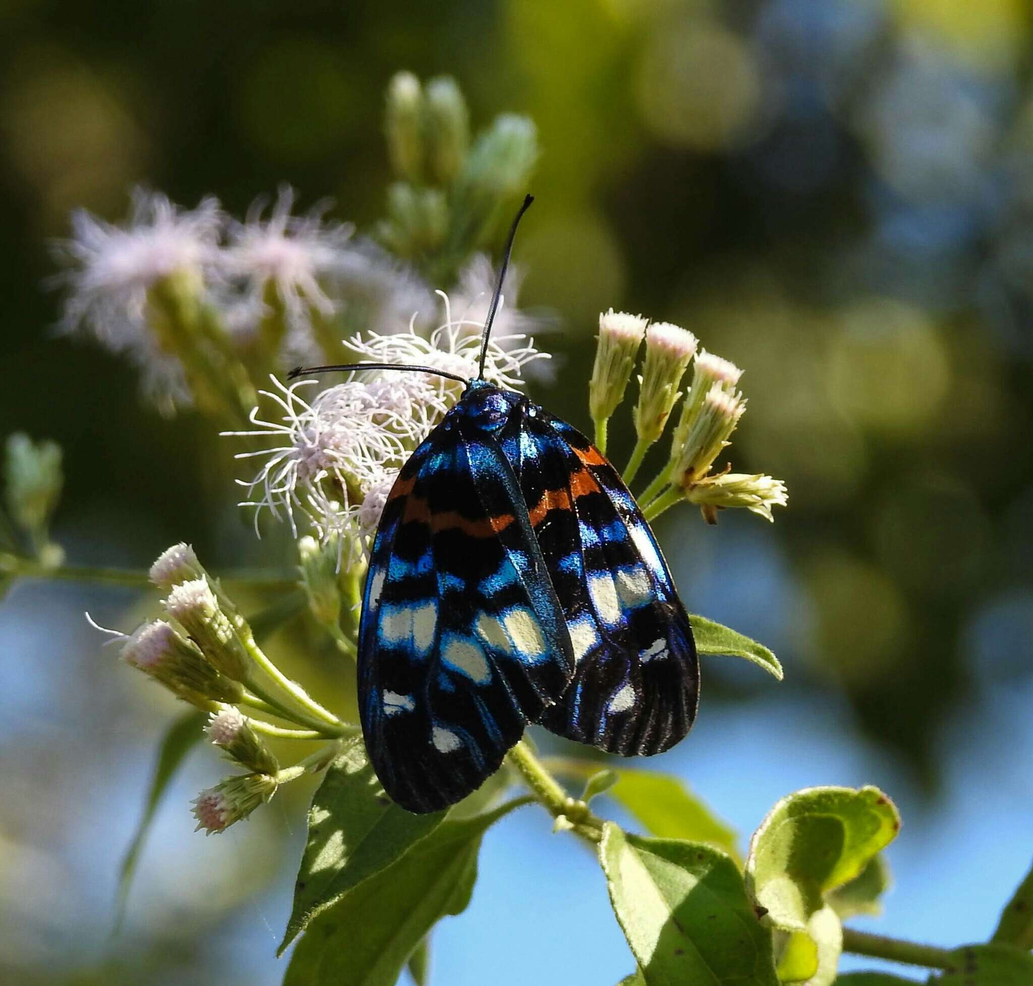 Image of Erasmia