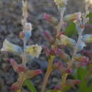 Image of Lachenalia maximiliani Schltr. ex W. F. Barker