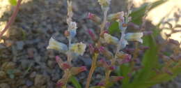 Image of Lachenalia maximiliani Schltr. ex W. F. Barker