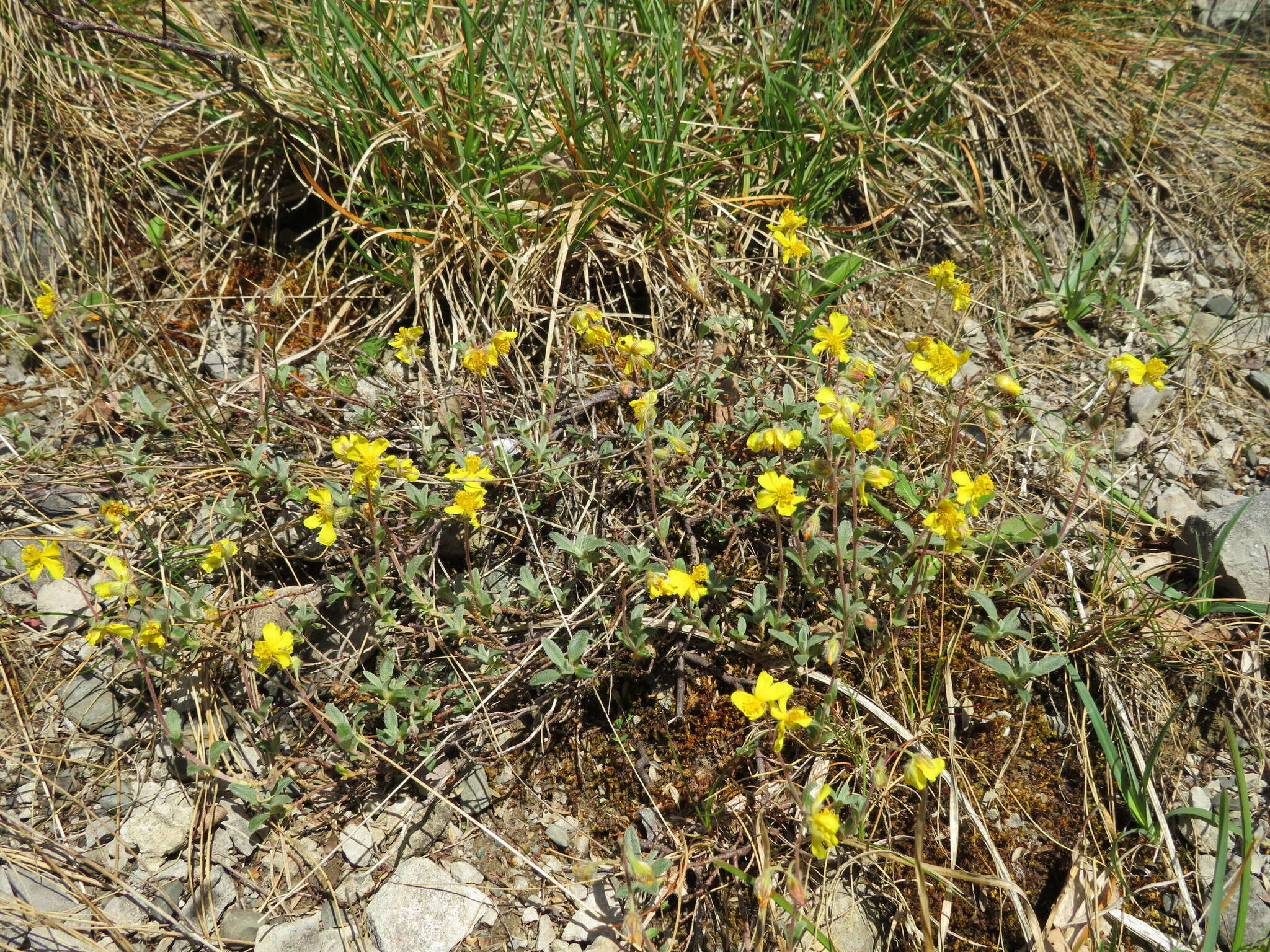 Image of Helianthemum canum (L.) Baumg.