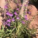 Image de Penstemon leonardii var. higginsii E. C. Neese