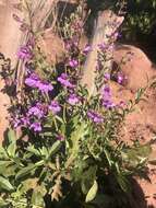 Image of Higgins' beardtongue