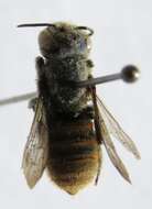 Image of Megachile otomita Cresson 1878