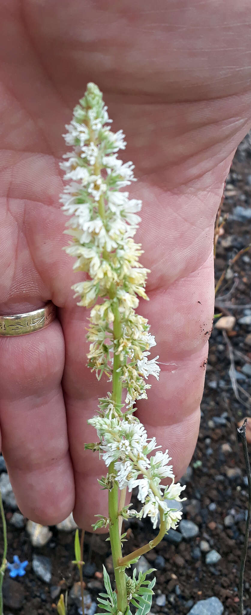 Image of white mignonette