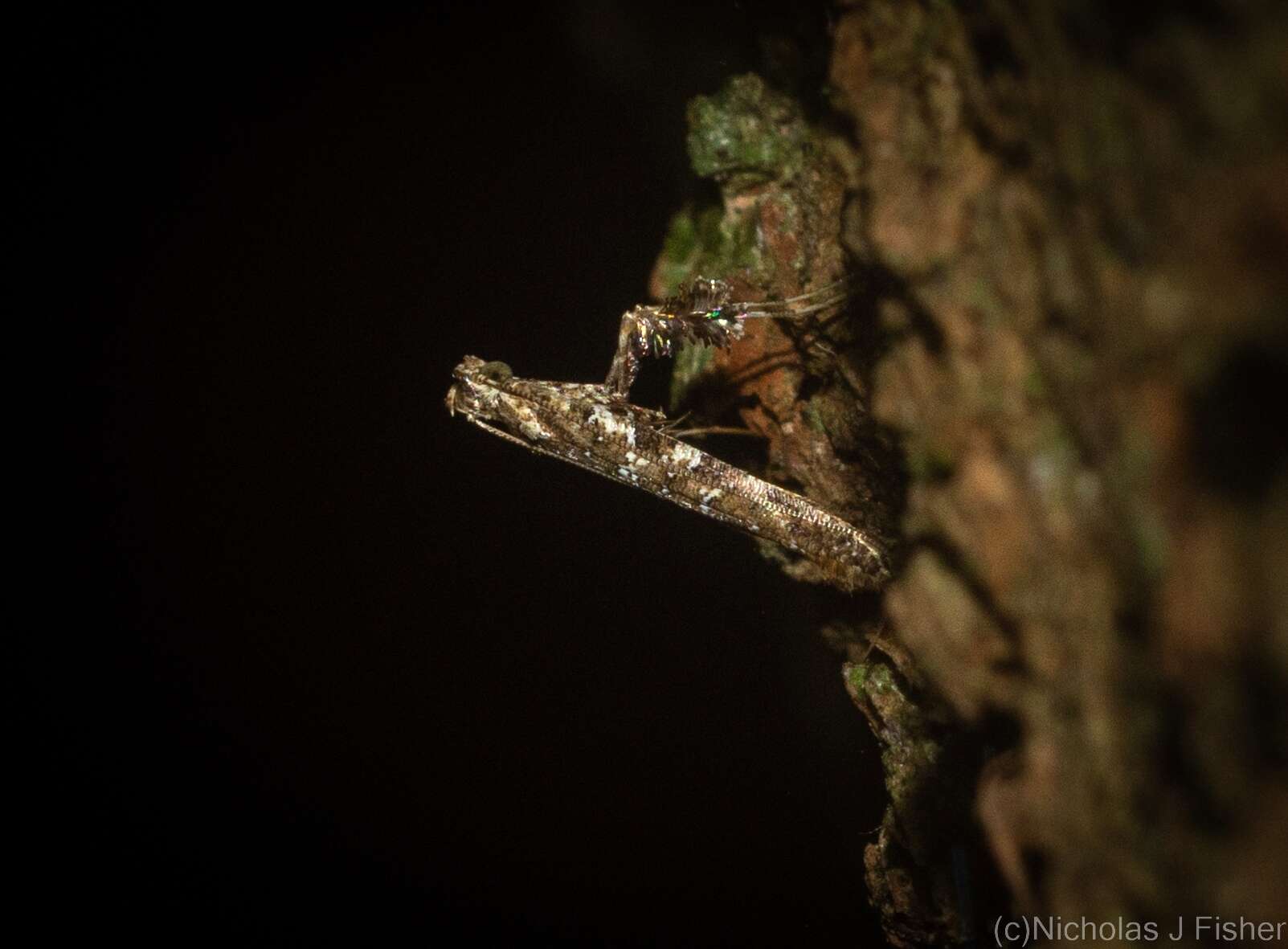 Image of Caloptilia albospersa (Turner 1894)