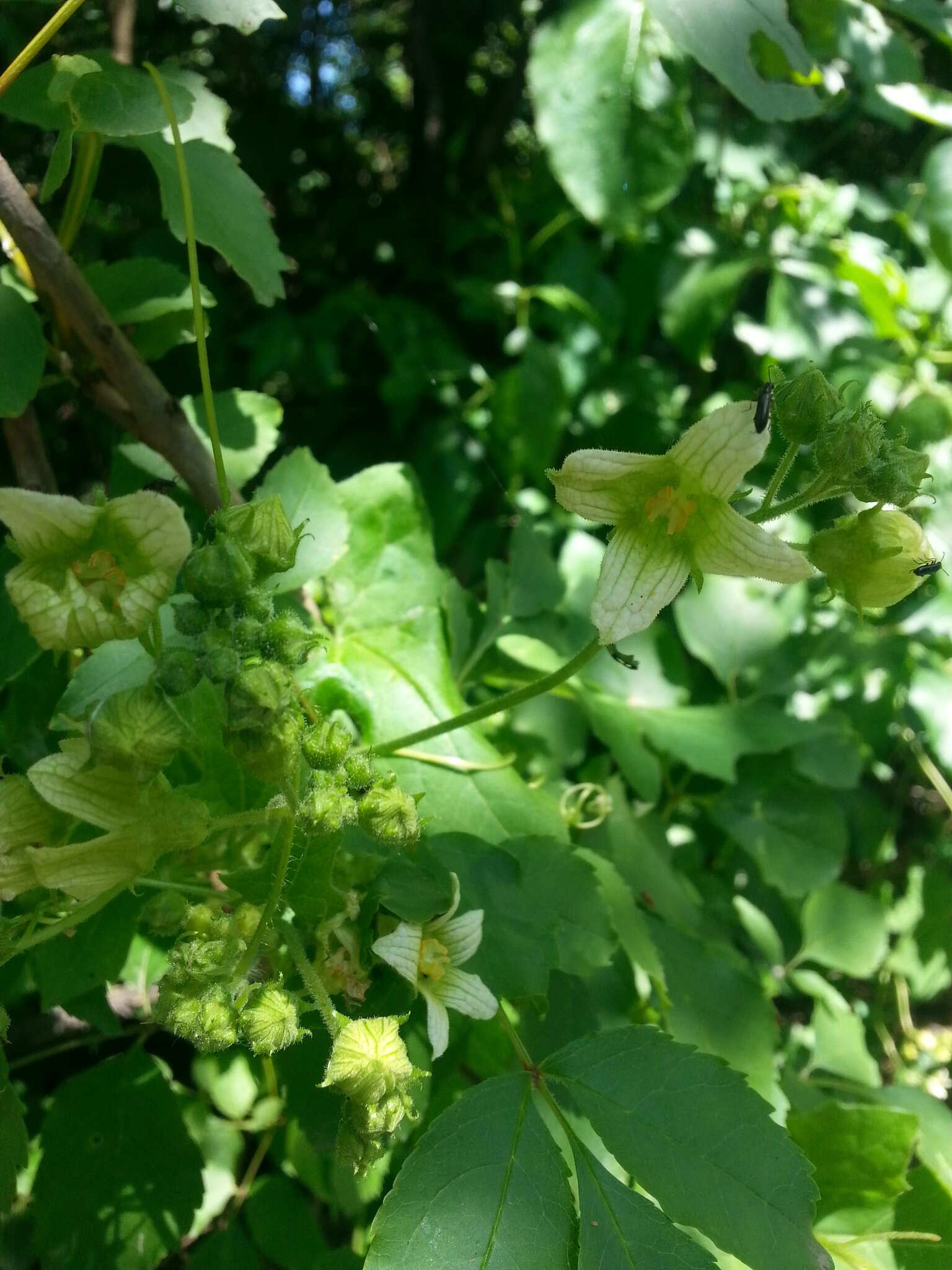 Image of Cretan bryony