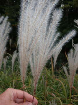 Imagem de Miscanthus sacchariflorus (Maxim.) Benth. & Hook. fil. ex Franch.