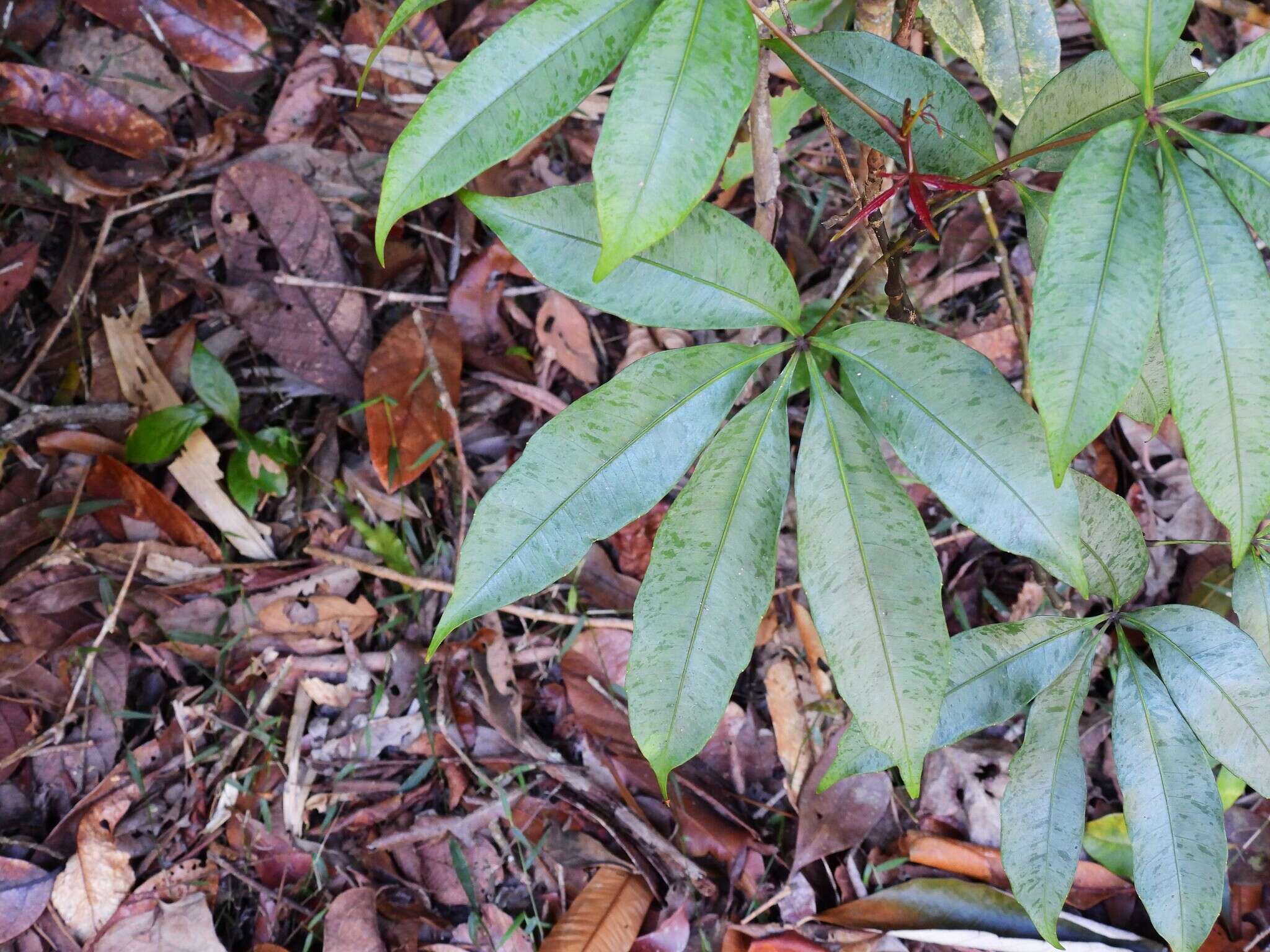 Image of Nothocissus penninervis (F. Müll.) Latiff