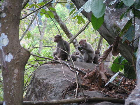 Image of Bonnet Macaque