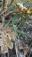 Image of Oncidium cultratum Lindl.