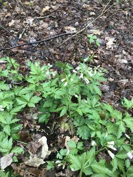 Imagem de Cardamine maxima (Nutt.) A. W. Wood