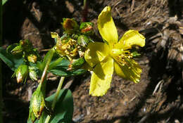 Imagem de Hypericum aethiopicum Thunb.