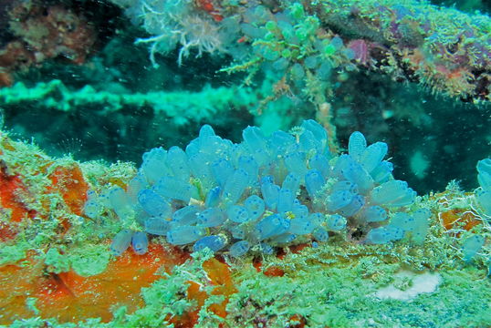 Image of <i>Clavelina moluccensis</i> (Sluiter 1904)