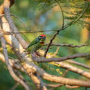 Psilopogon haemacephalus indicus (Latham 1790) resmi