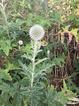 Image of tall globethistle