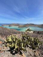 Opuntia comonduensis resmi