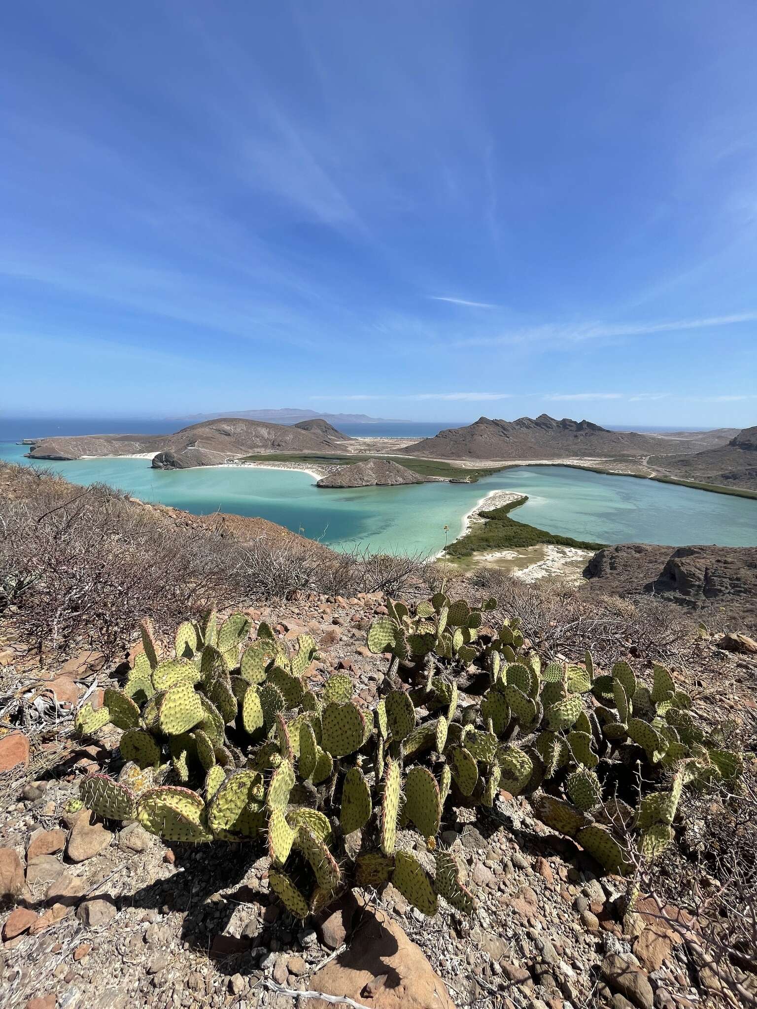 Opuntia comonduensis resmi