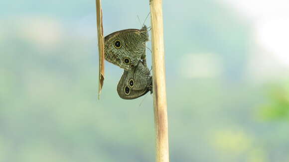 Imagem de Ypthima multistriata Butler 1883