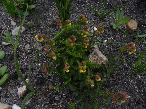 Plancia ëd Hermannia grossularifolia L.