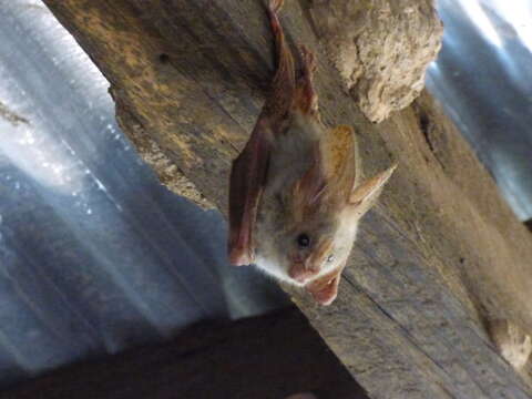 Image of Heart-nosed bat